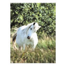 Search for dapple grey posters Mare