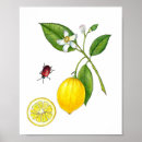 Search for leaves painting posters Botanical