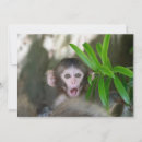 Search for macaques cards Japanese macaque