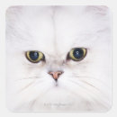 Search for white persian cat stickers Cute