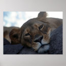 Search for lioness posters Lions
