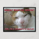 Search for monkey horizontal postcards Cat
