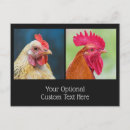 Search for chickens postcards Colourful