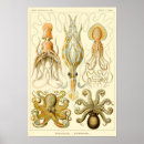 Search for squids posters Octopus