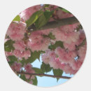 Search for cherry tree blossoms stickers Pink