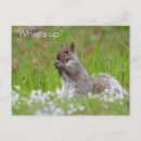 Search for cute squirrels postcards Curious