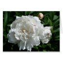 Search for peonies photography Nature