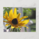 Search for black eyed susans postcards Nature
