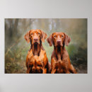 Search for vizsla posters Puppy