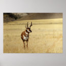 Search for antelopes art Animal