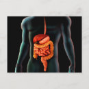 Search for digestion postcards Gullet