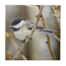 Search for capping tiles Bird
