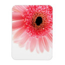 Search for gerbera daisy rectangular magnets Botanical