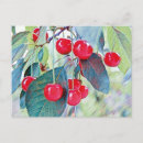 Search for sweet cherry postcards Red