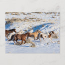 Search for horse ranch postcards Herd