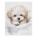 Search for sleeping dog posters Baby