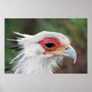 Search for secretary posters Bird
