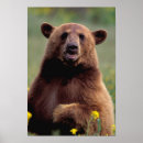 Search for black bear posters California