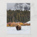 Search for bison postcards Winter