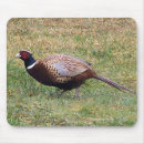 Search for pheasant mousepads Bird