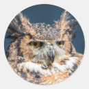 Search for great horned owl stickers Raptor