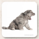 Search for domesticated barware Animal