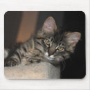 Search for attitude photography Cat