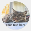 Search for lazy day stickers Cat