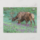 Search for bull elk postcards Colorado