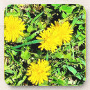 Search for mountain coasters Flowers