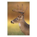 Search for white tailed deer posters Portrait