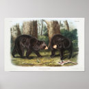 Search for black bears posters Ursus americanus