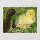 Search for baby ducklings postcards Poultry