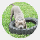 Search for chewing stickers Pet