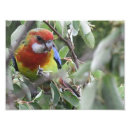Search for rosellas posters Wildlife