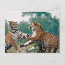Search for asiatic postcards Wildlife