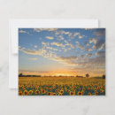 Search for the state flower cards Landscape