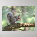Search for squirrel posters Tree