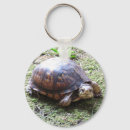 Search for box turtle accessories Tortoise