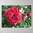Search for budding photography Garden