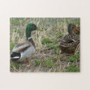 Search for mallard duck puzzles Mallards