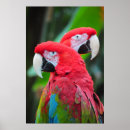 Search for colourful parrot posters Bird