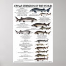 Search for fun fish posters Funny