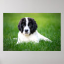 Search for newfoundland posters puppy
