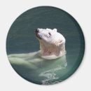 Search for large image magnets Wildlife