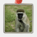 Search for kenya christmas tree decorations Africa