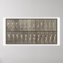 Search for cricket sport posters Cricketer