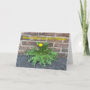 Search for dandelions cards Weeds