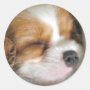 Search for canine companion stickers Friend