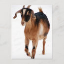 Search for pet goat postcards Livestock